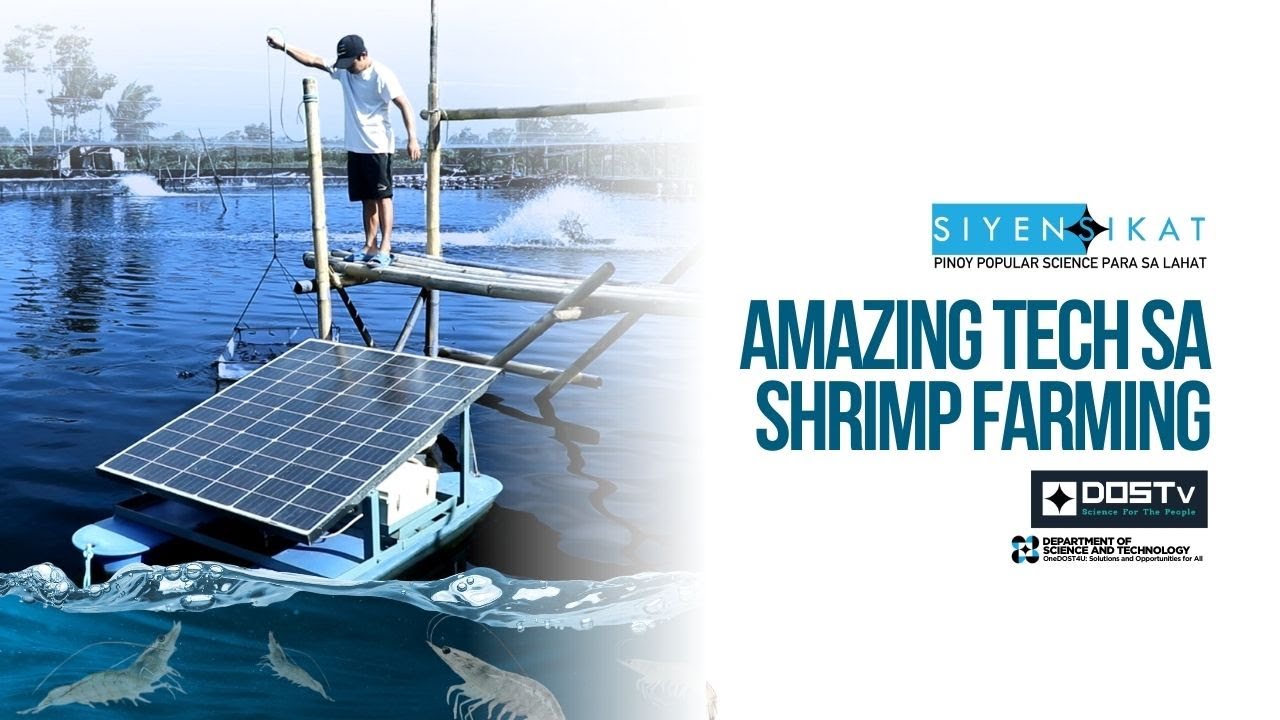 Amazing Tech sa Shrimp Farming | Siyensikat | Episode 12