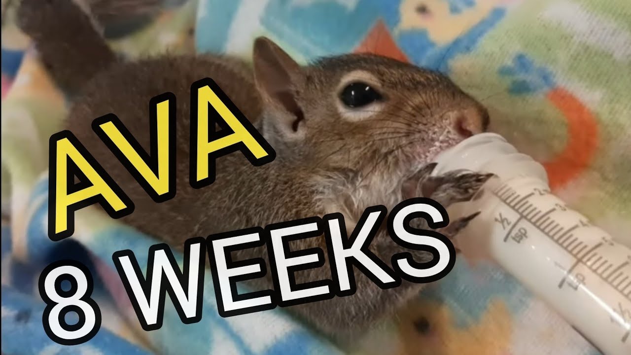 Squirrel Baby Ava 8 weeks old progress Episode 3