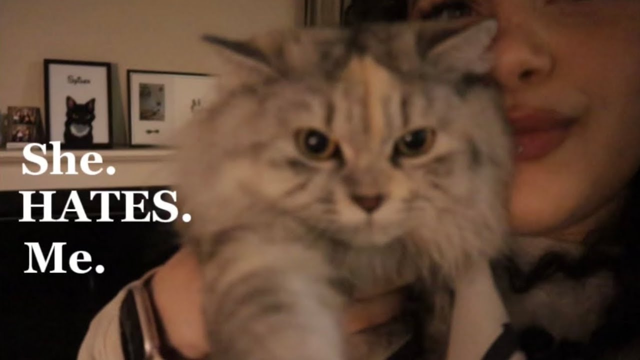 Cat sitting my brother’s evil cats 