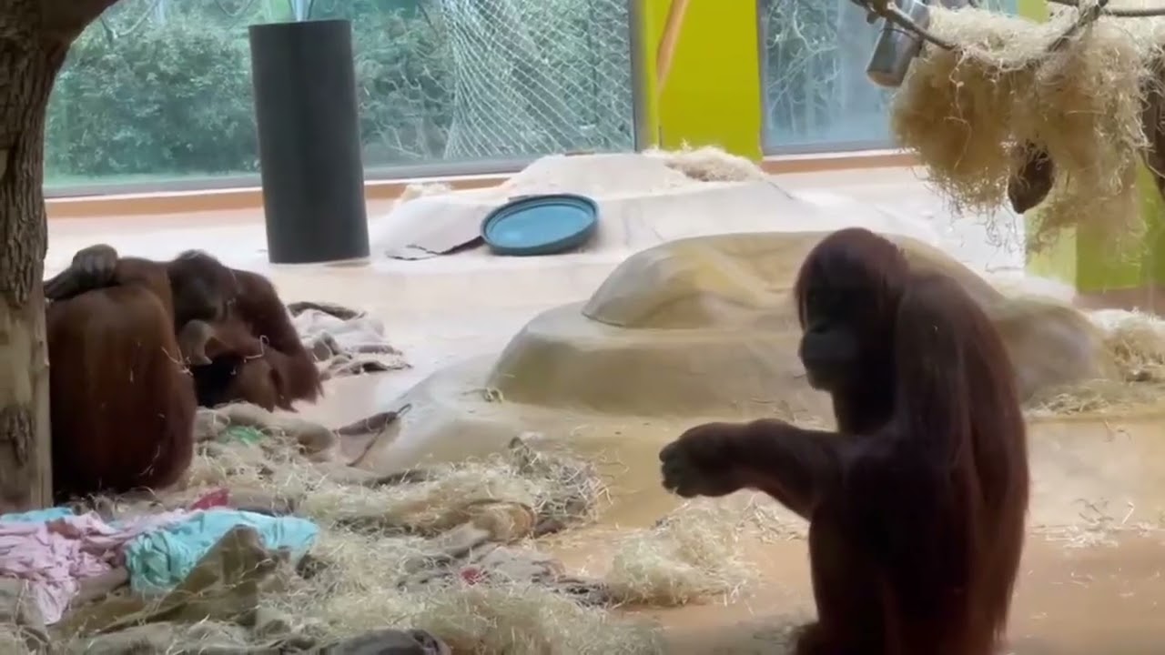 Do you know they have zoo in Munich! It’s a must to see