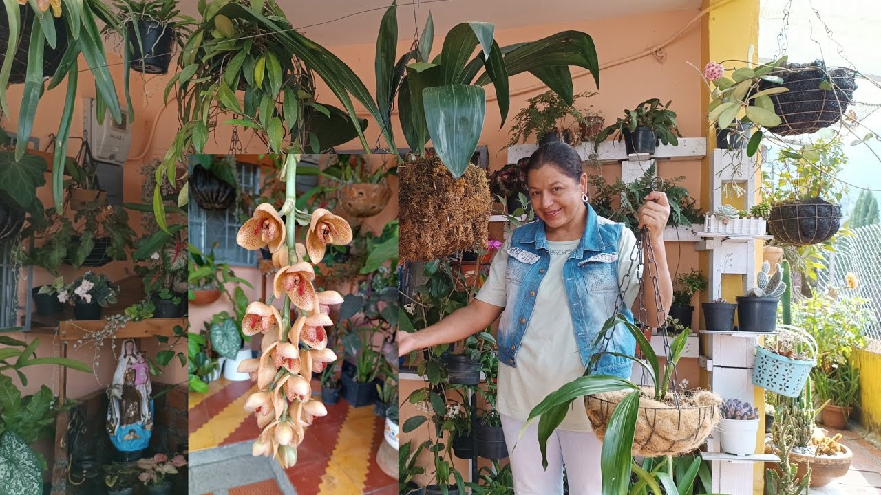 ACINETA - Hermosa Orquídea 🏵️🌿 //Recomendaciones para Cuidarla😍
