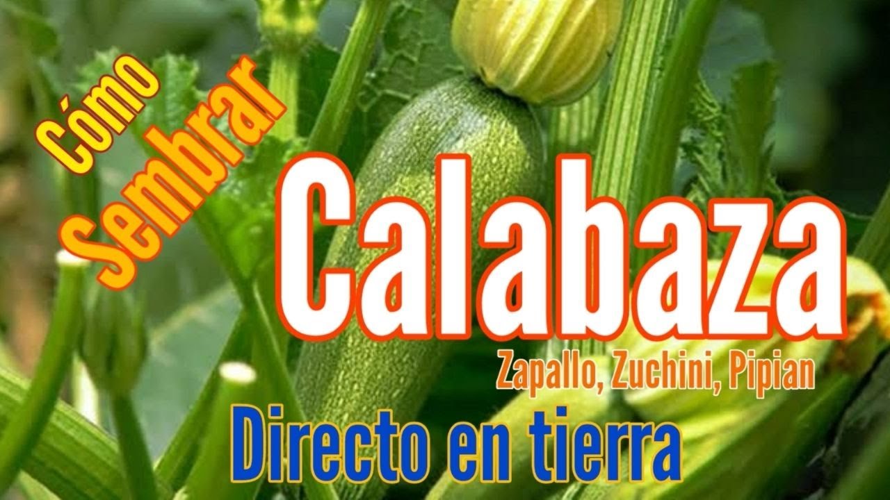 Calabazas: Cómo sembrar calabaza fácilmente en la tierra.