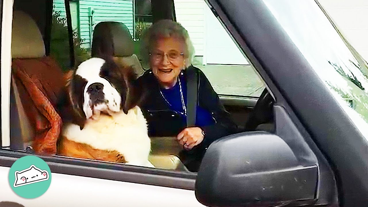 True Love Story: The Adventures Of Miss Sally and Brody | Cuddle Dogs