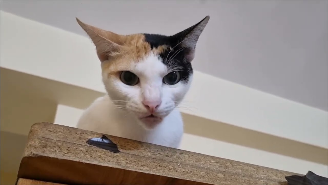 Adorable & talkative cats ❤️ 