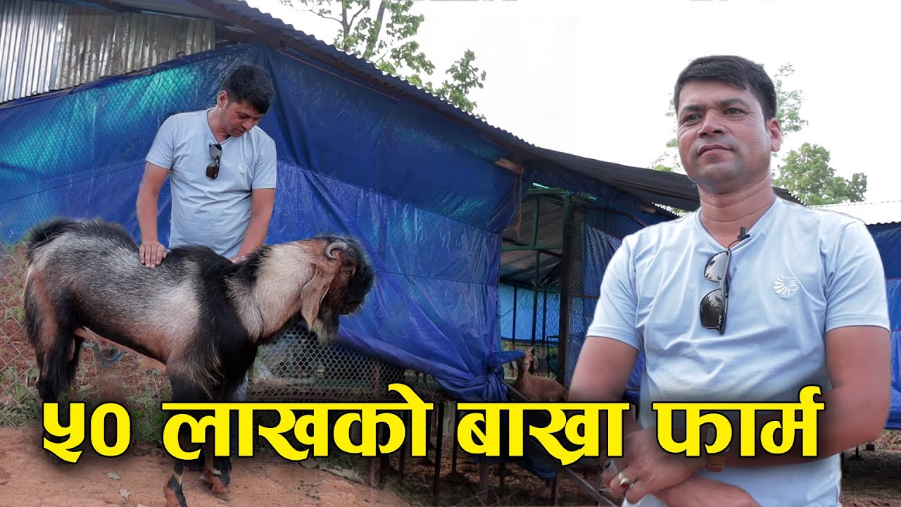 आधुनिक सैलीमा बाख्रा पालन | Goat farming in nepal / Kc goat farm in nepal