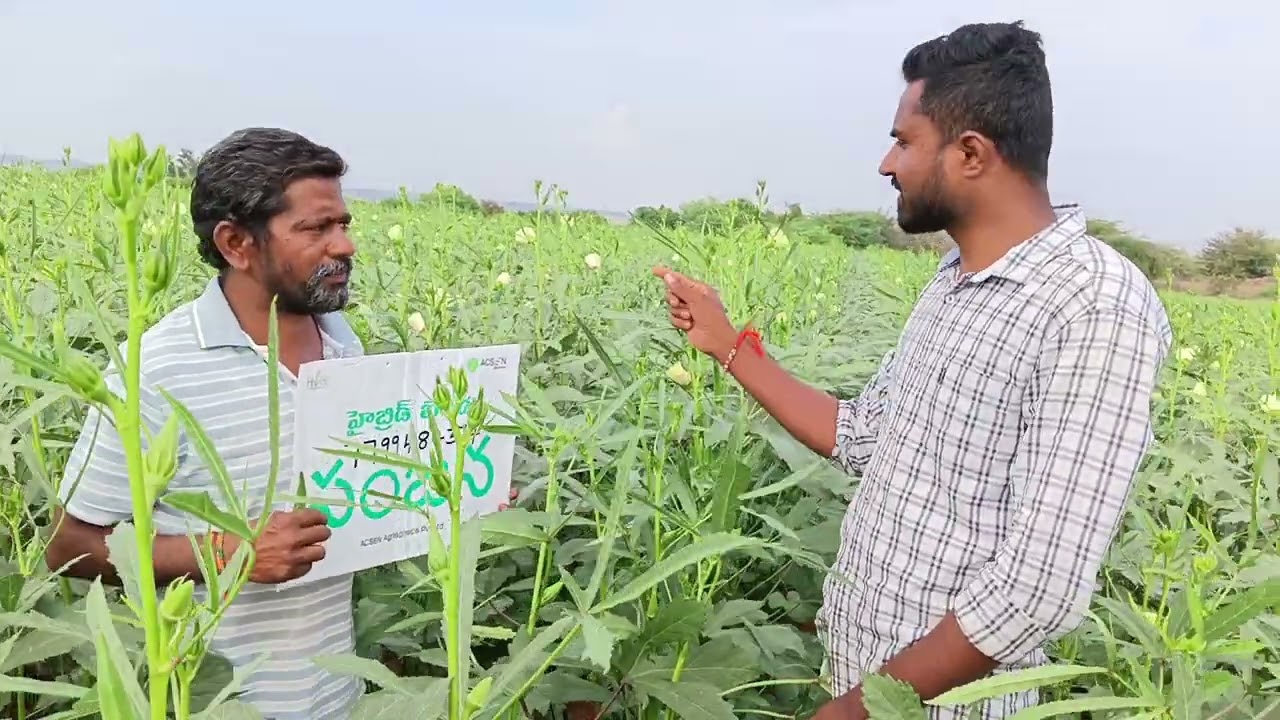 Cell Number:- 7799484374. Hyveg company బెండ సంజన అనే వెరైటీ. తెగులు తక్కువ వైరాసు తక్కువ