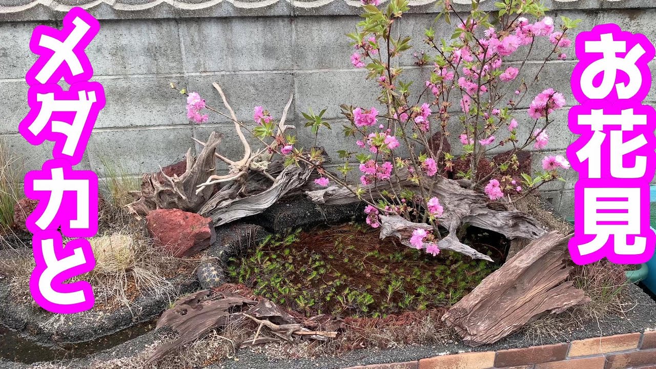 お花見しました！八重桜～発泡スチロールの池に春の訪れ～【めだかのビオトープ】