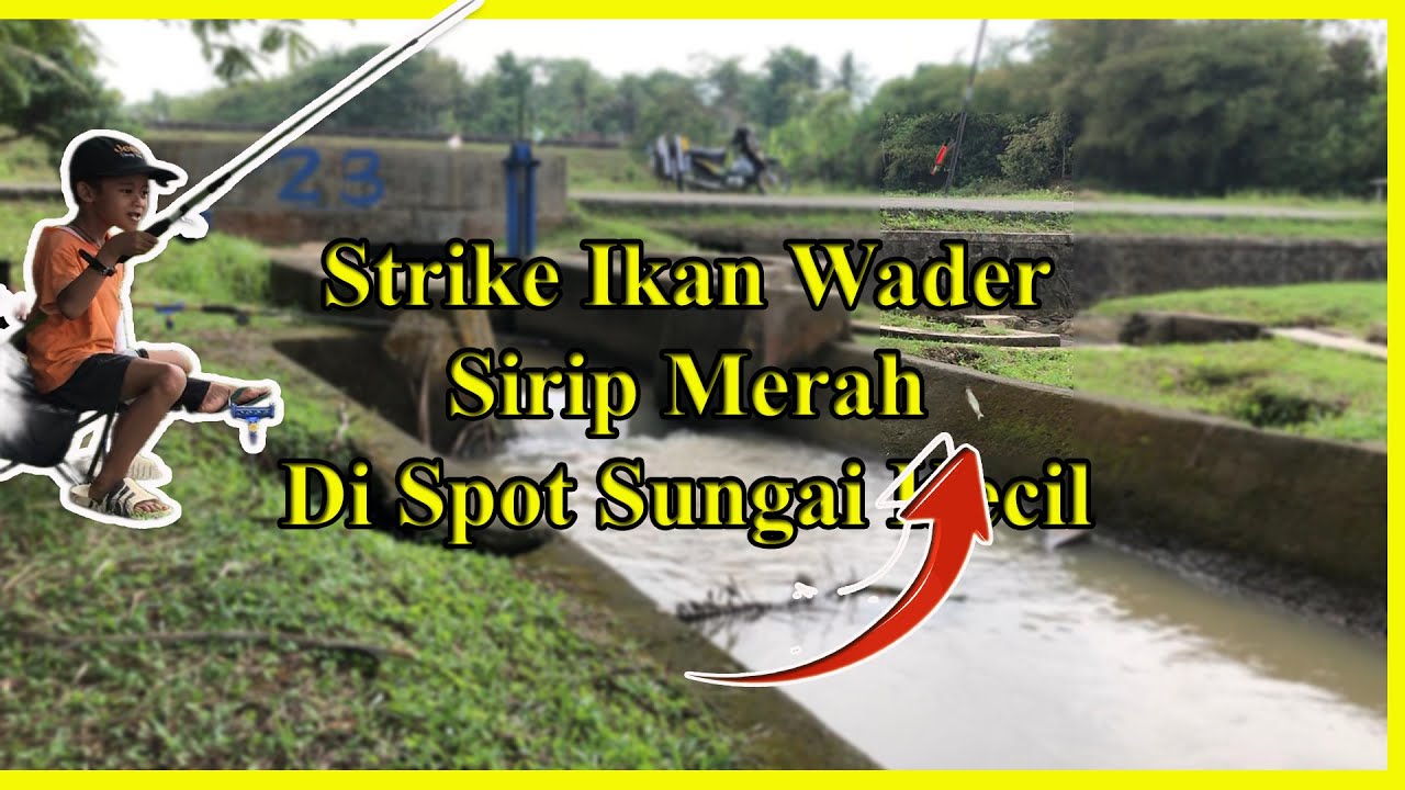 Ekspedisi Mini Purworejo Episode Desa Sendang Sari — Strike Ikan Wader Sirip Merah di Sungai Kecil!