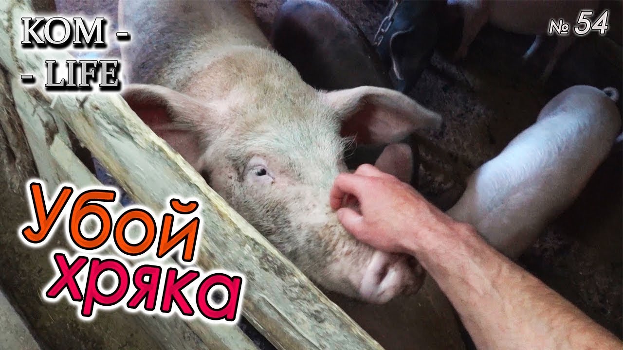 УБОЙ ХРЯКА У СОСЕДА