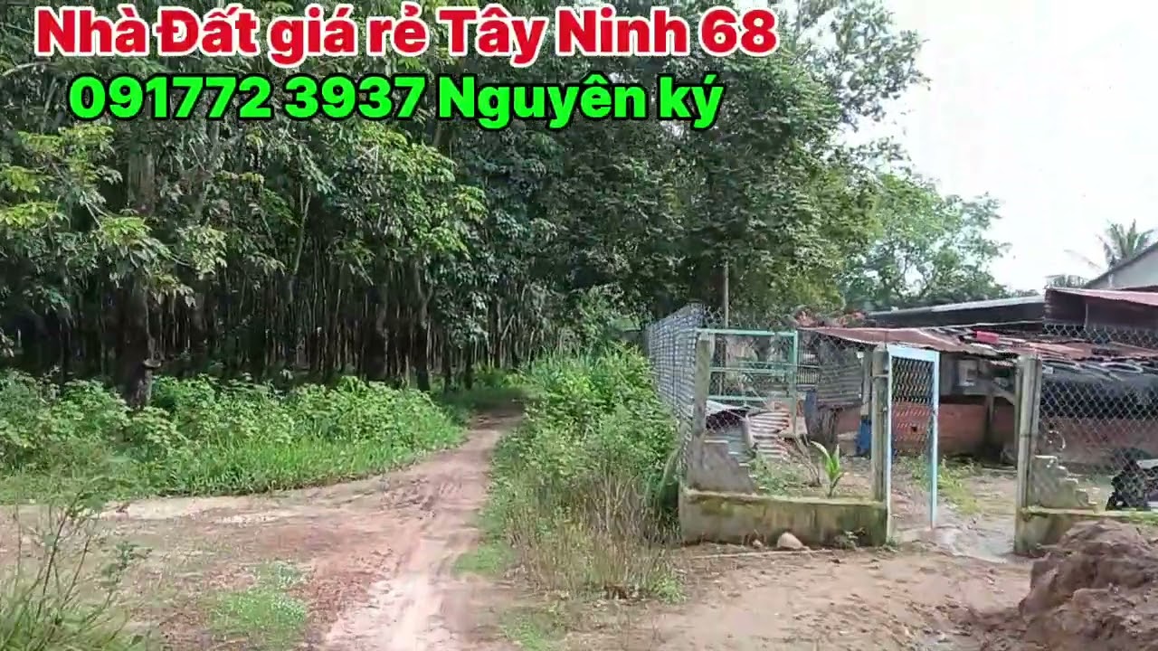 Tập 064: Đất giáp ranh TPHCM 16x60m giá 1tỷ thương lượng. Xã Hưng thuận 