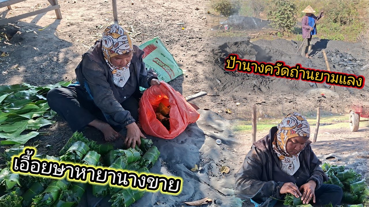ชีวิตประจําวันของเอื้อยหาเก็บยานางขาย หมู่บ้านเตาถ่าน 10 กุมภาพันธ์ ค.ศ. 2026