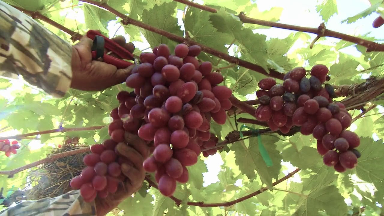 Dormex® - better fruit starts here!