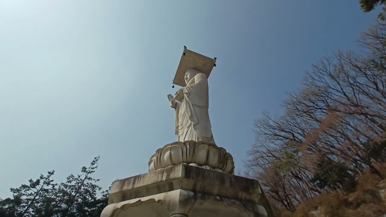 봉은사의  산수유꽃
