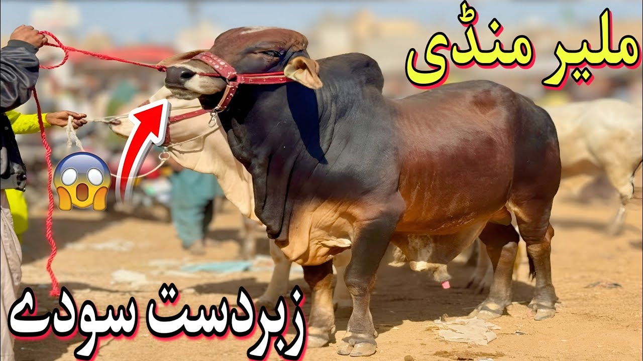 Malir Mandi Karachi Cattle Latest Rates | 27- January-2026 | Malir Mandi Latest Update | Bakra Eid 🥰