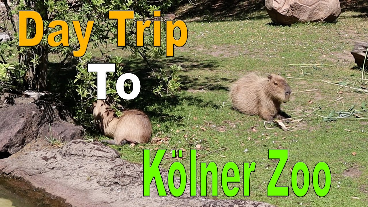 Day Trip to Kolner Zoo