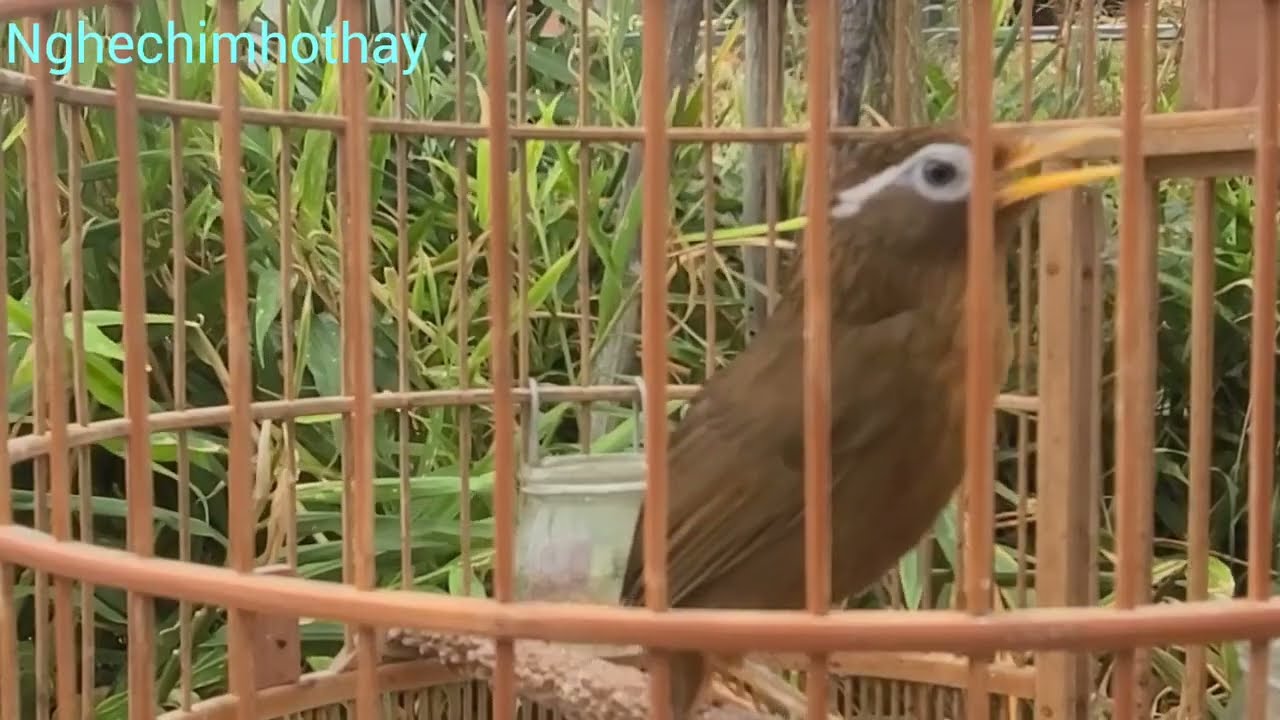 Họa mi tam hoàng hót to