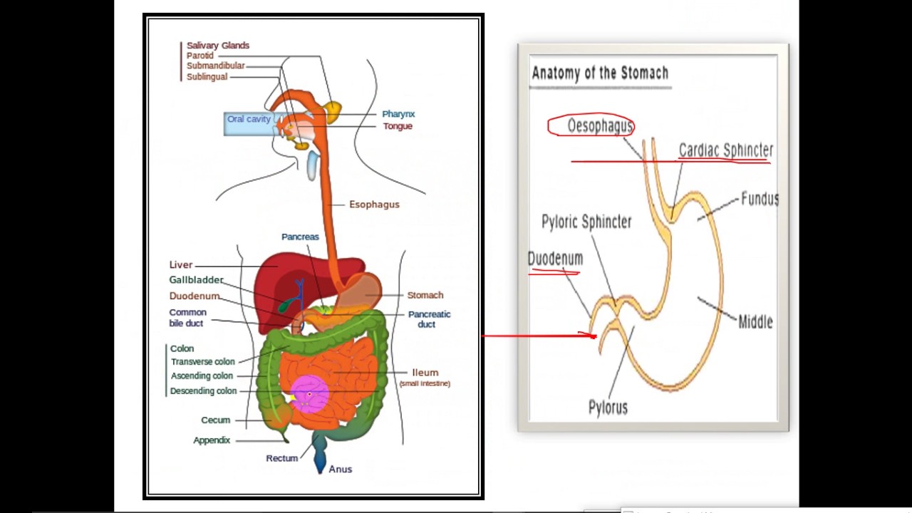 Terminology - dr. Nidal -- Gastrointestinal System (1)