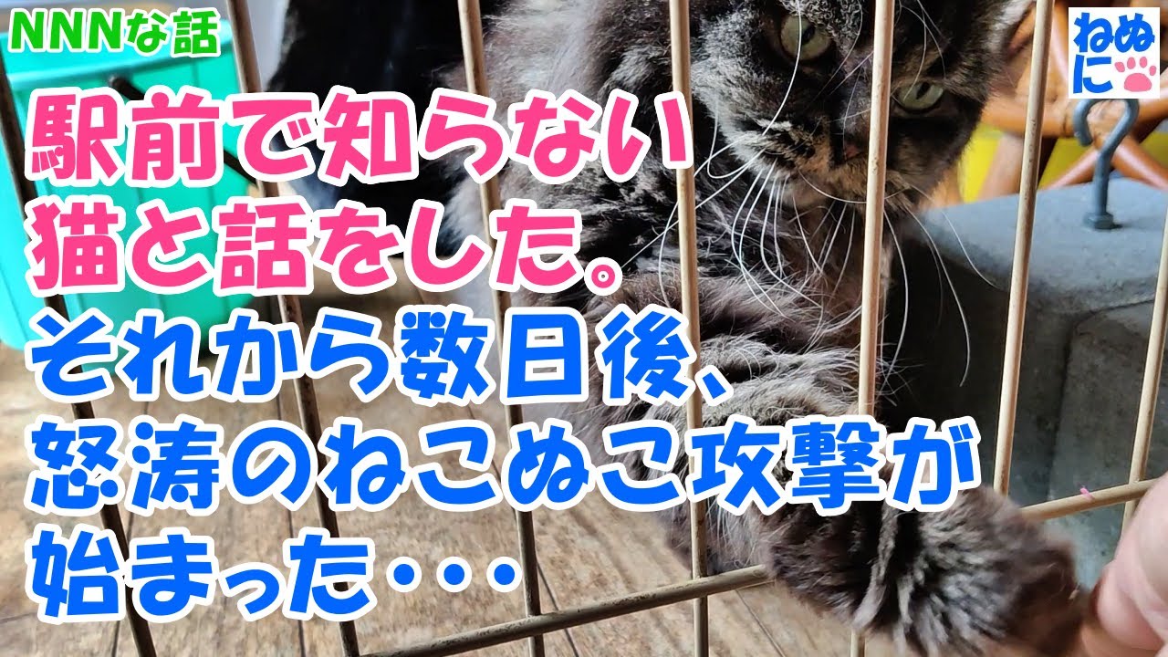 386【NNNな話】駅前で知らない猫と話をした。それから数日後、怒涛のねこぬこ攻撃が始まった・・・