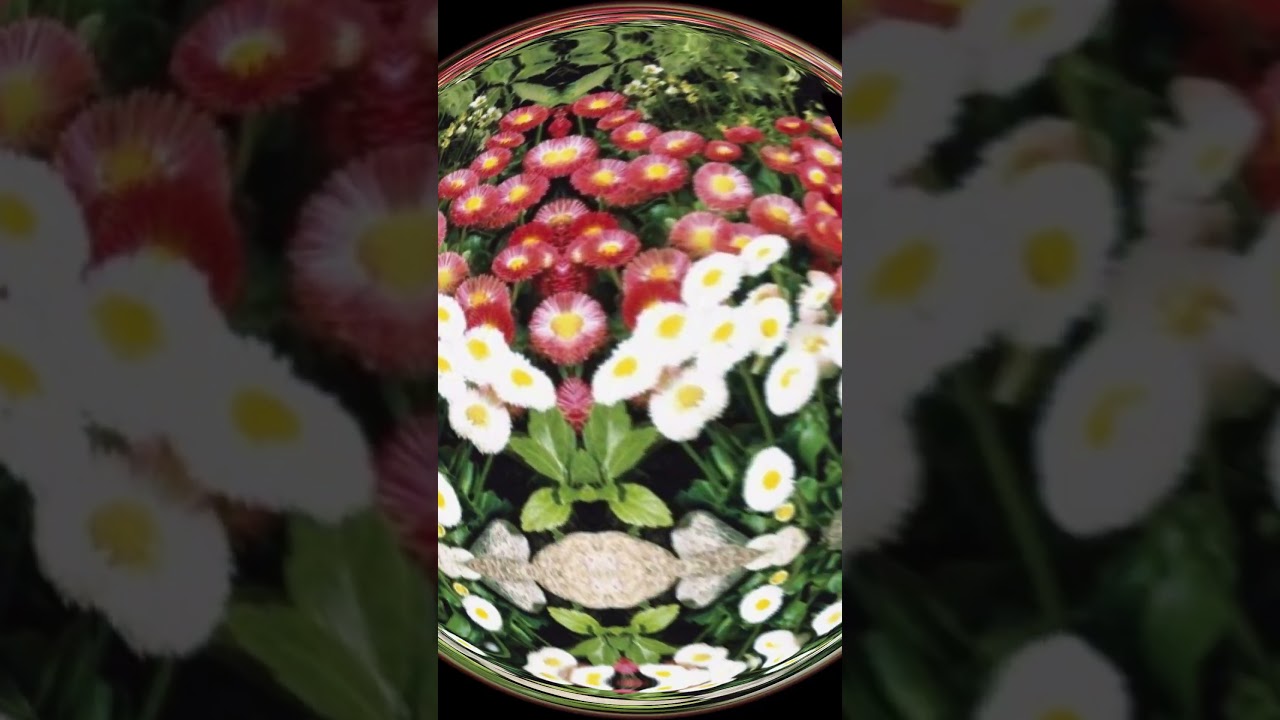 Margarette  A Suprema Beleza das Margaridas #plantasmedicinais #flores #margaridas  #sa&uacute;de