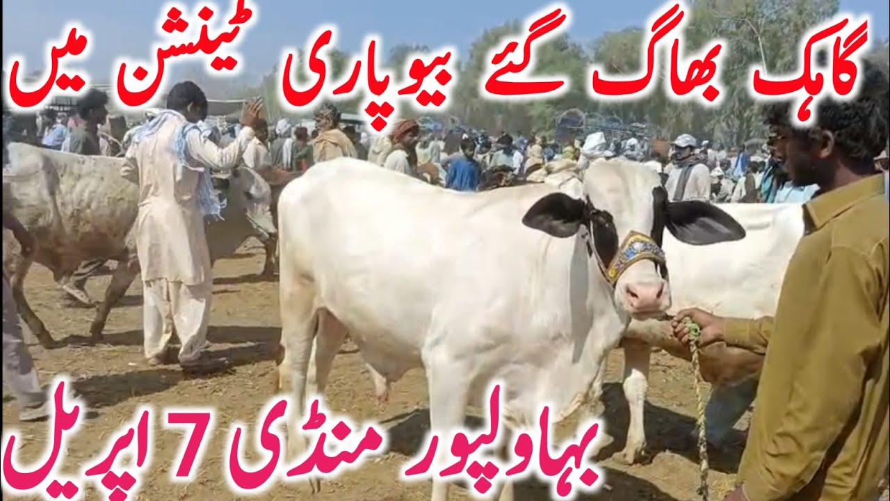 Bahawalpur Cow Mandi Video Today Fresh Rates Qurbani Animals || Global Village Farming 