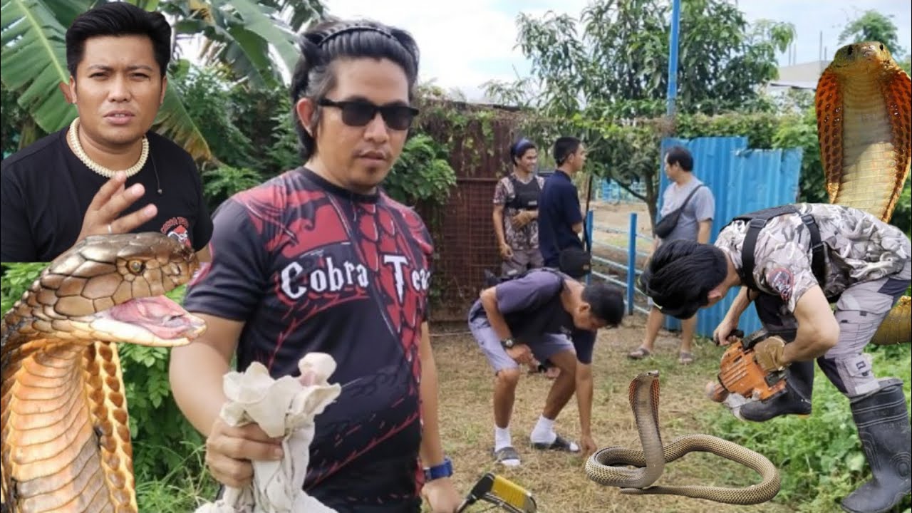 TATLONG COBRA SA BAKANTENG LOTE NAKAKAPAMINSALA NG MGA RESIDENTE #cobraprince #cobraking