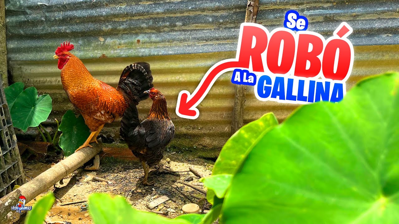 Un gallo de la calle se rob&oacute; a mi gallina 😣