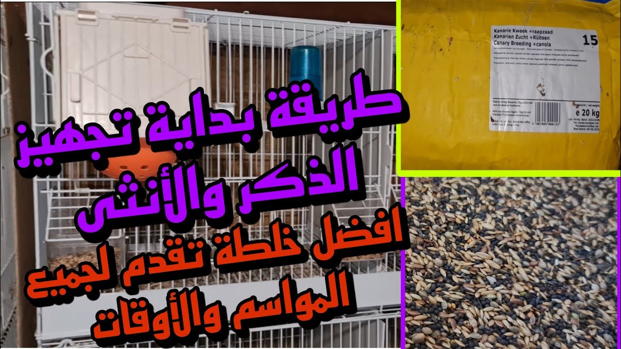 أفضل طريقة لبداية ⚘تجهيز⚘الكناري بلقفص ماذا أفعل؟🌹انا مبتدأ🌹مع أفضل خلطة بذور تستخدم لجميع المواسم 💪