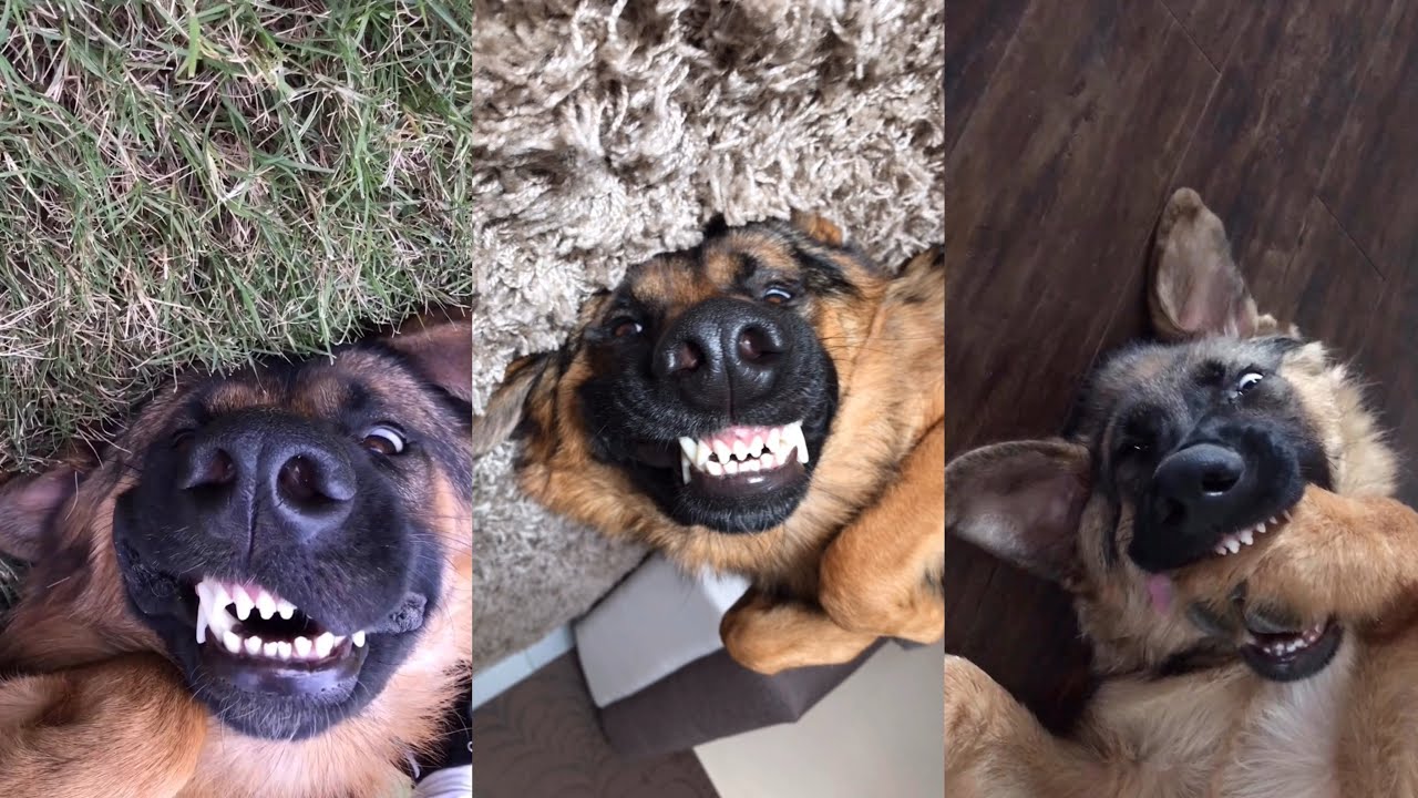 My German Shepherd Dog Loves To Smile