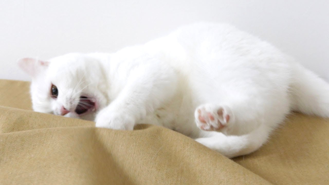 手作りテントを破壊する勢いで遊ぶポムさん！