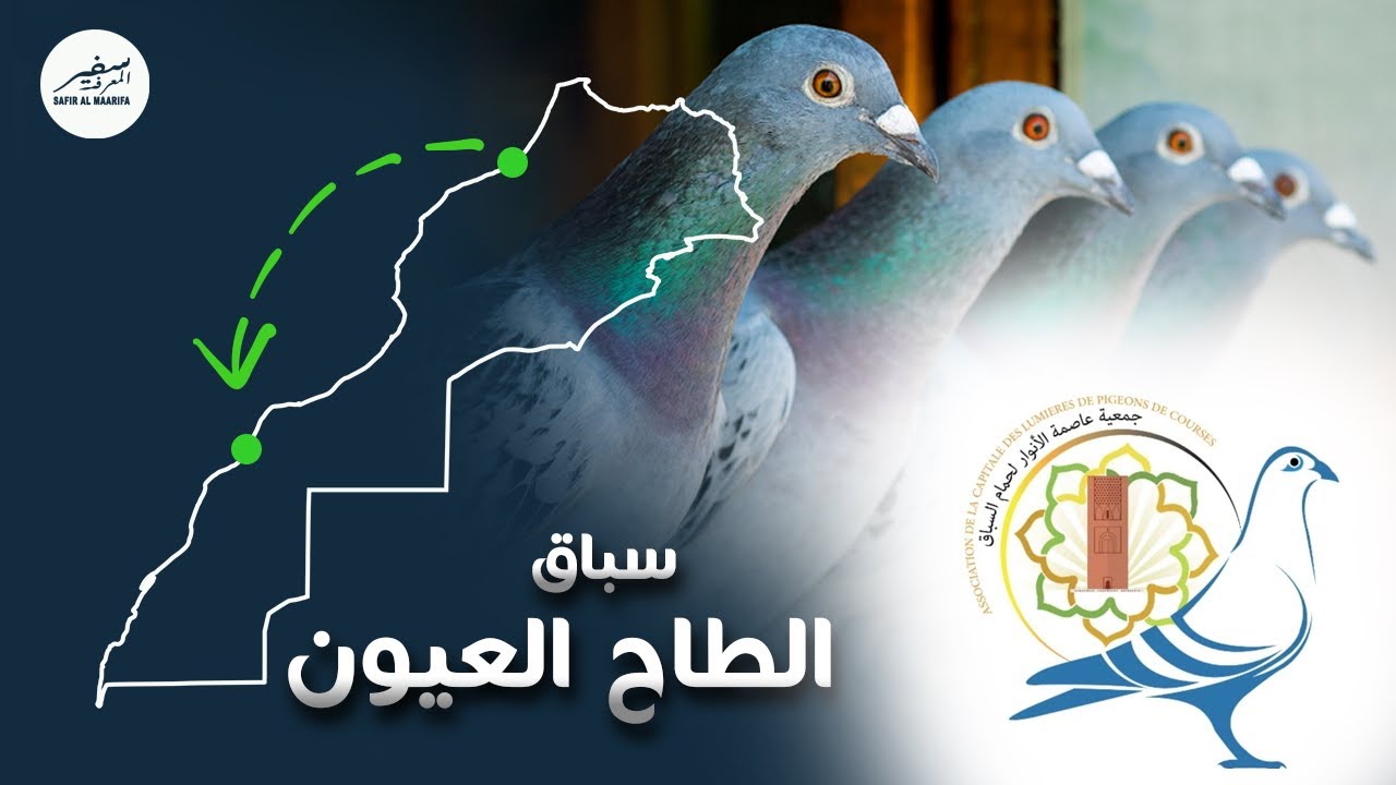 أجواء أخوية لجمع الحمام لنادي عاصمة الأنوار سباق العيون