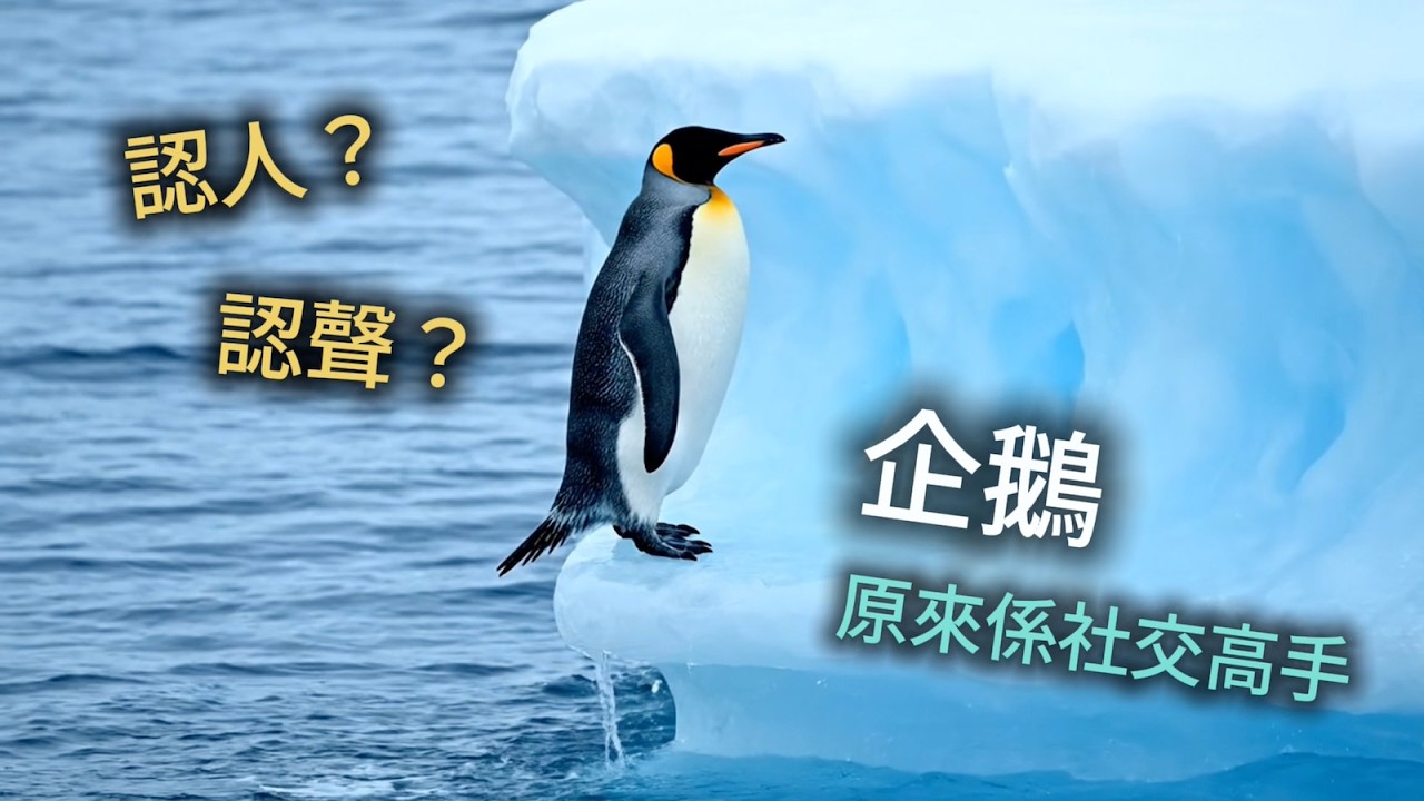 【動物行為學】🐧 企鵝的社交智慧：原來佢哋都識「認人」同「學人口音」？（廣東話 Podcast｜中英對照字幕）#動物行為 #企鵝 #penguin #廣東話podcast