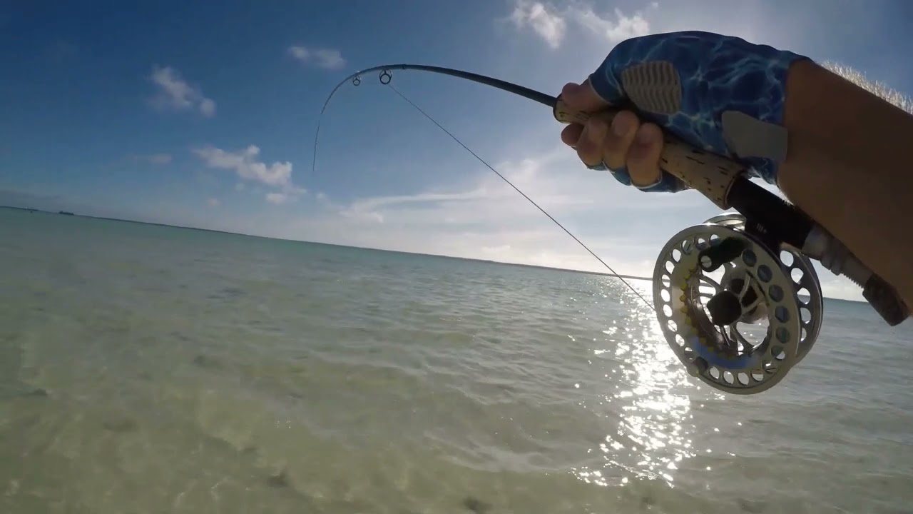 Bonus bone! Tailing bonefish caught at close range.