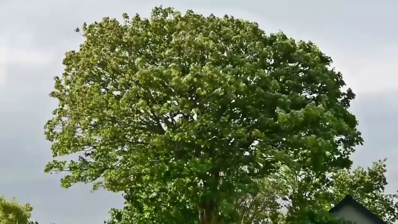 Elementa