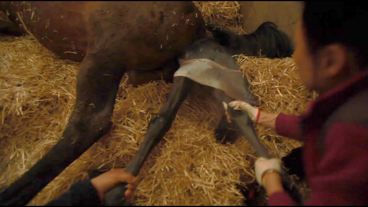 [ENG SUB] 말의 출산과 망아지 탄생 - Thoroughbred mare in labor l A horse giving birth l newborn foal