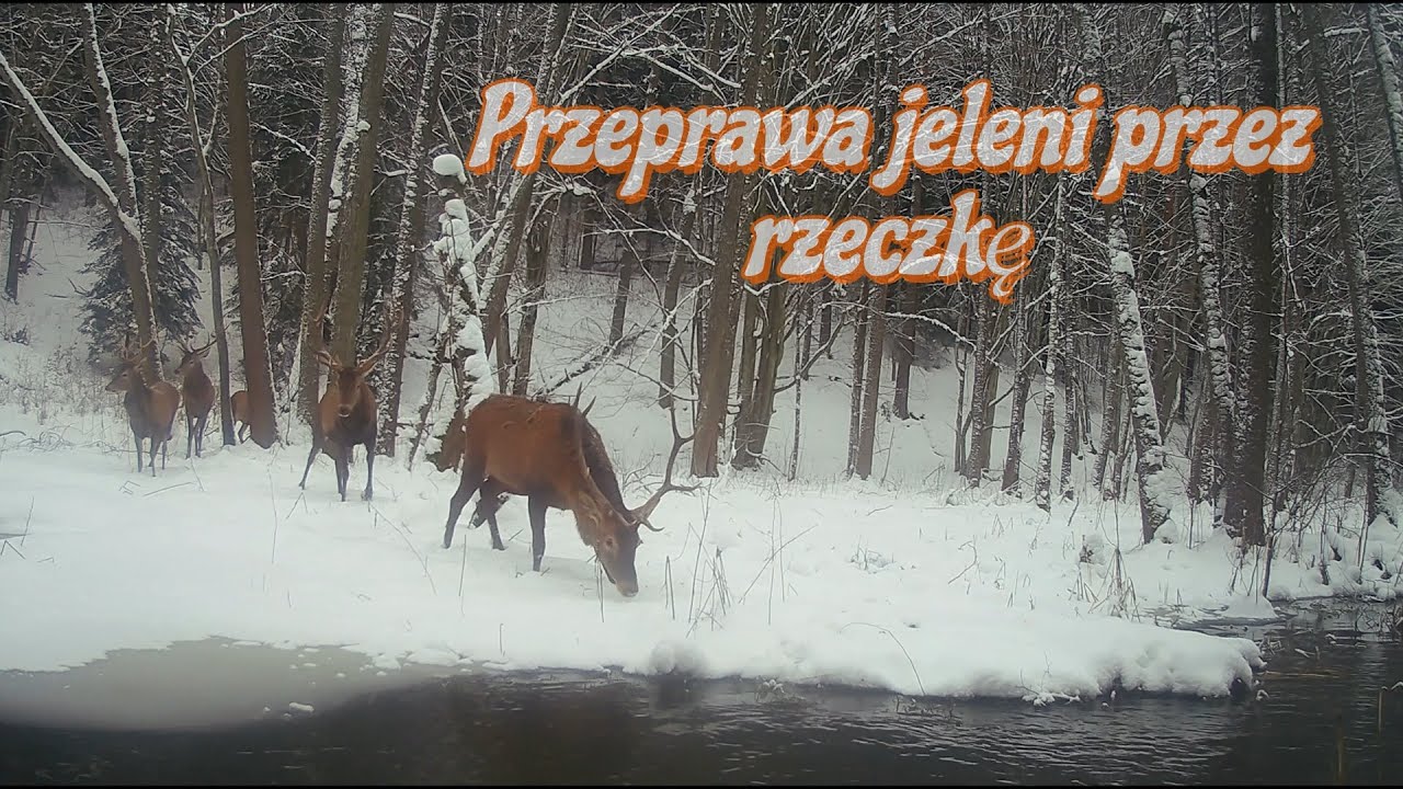 Przeprawa jeleni przez rzeczkę(#135) | Deer crossing the river (#135)