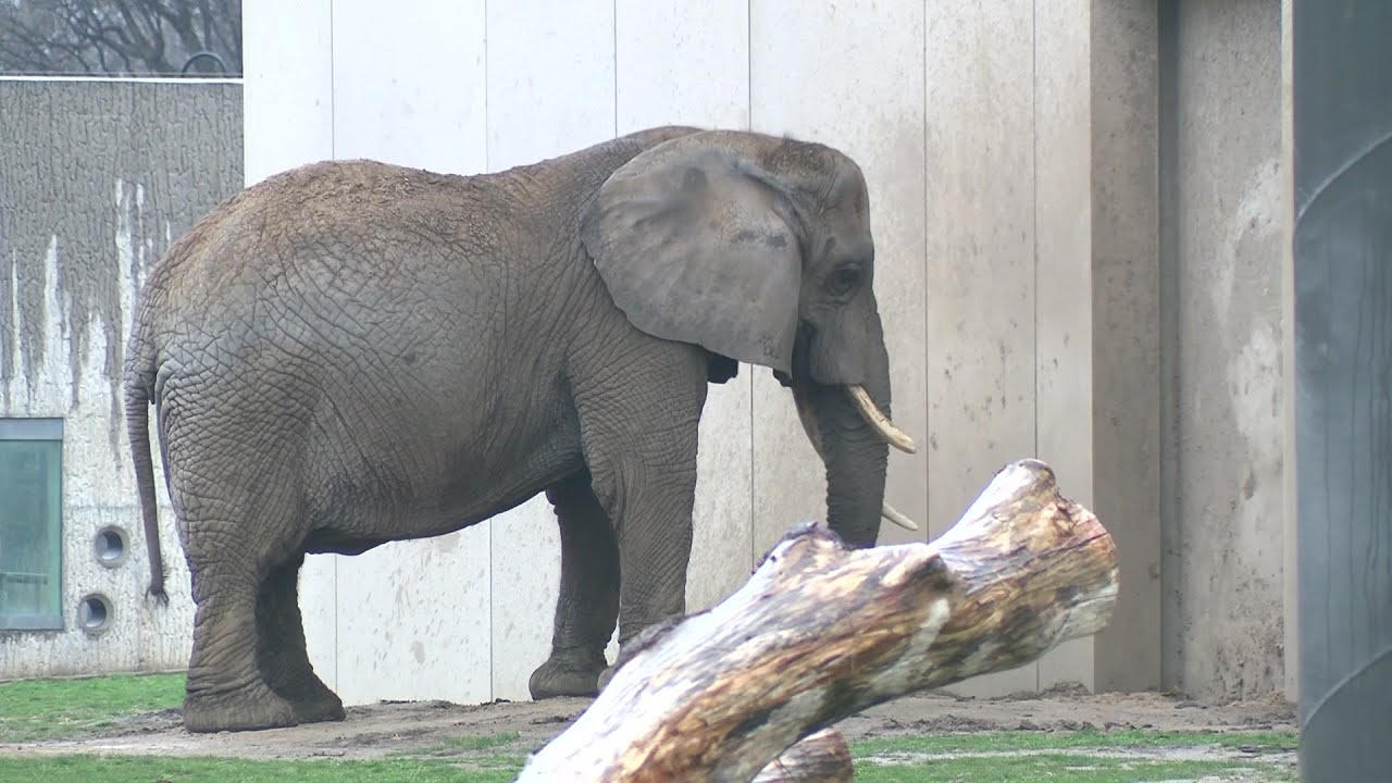 Man climbs over fenced area of elephant exhibit at Milwaukee County Zoo