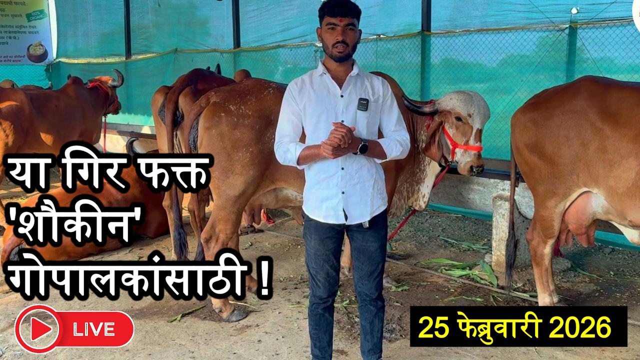 कारण या आहेत, प्युअर भावनगर नसल च्या गिर गायी ! #maharashtra #gircowforsale @girkranti