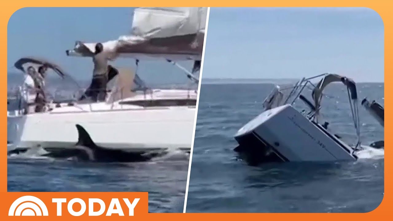 Caught on Camera: Pod of Orcas Ram Boats, Sinking 1