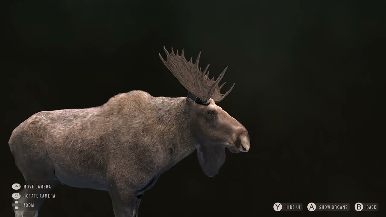 My Honest thoughts on  Lintukoto //Way of the Hunter