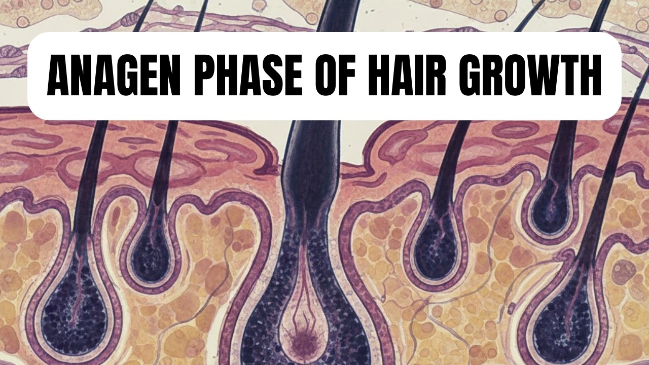 Anagen Phase Explained: Why Your Hair Stops Growing?