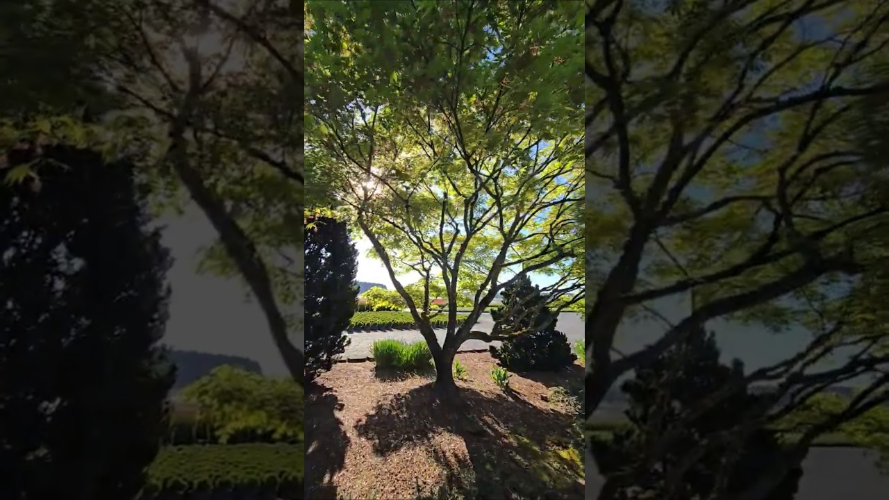 Acer x pseudosieboldianum Arctic Jade&reg; #gardening #landscapearchitecture #landscapedesign