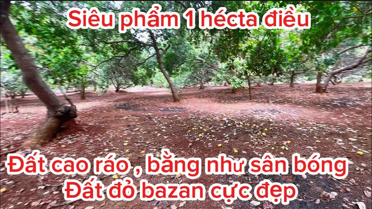 [ Siêu Phẩm ] 1 hécta điều đất đỏ tuyệt đẹp. Mua làm của, chuyển đổi cây trồng tuyệt vời. 0385490009