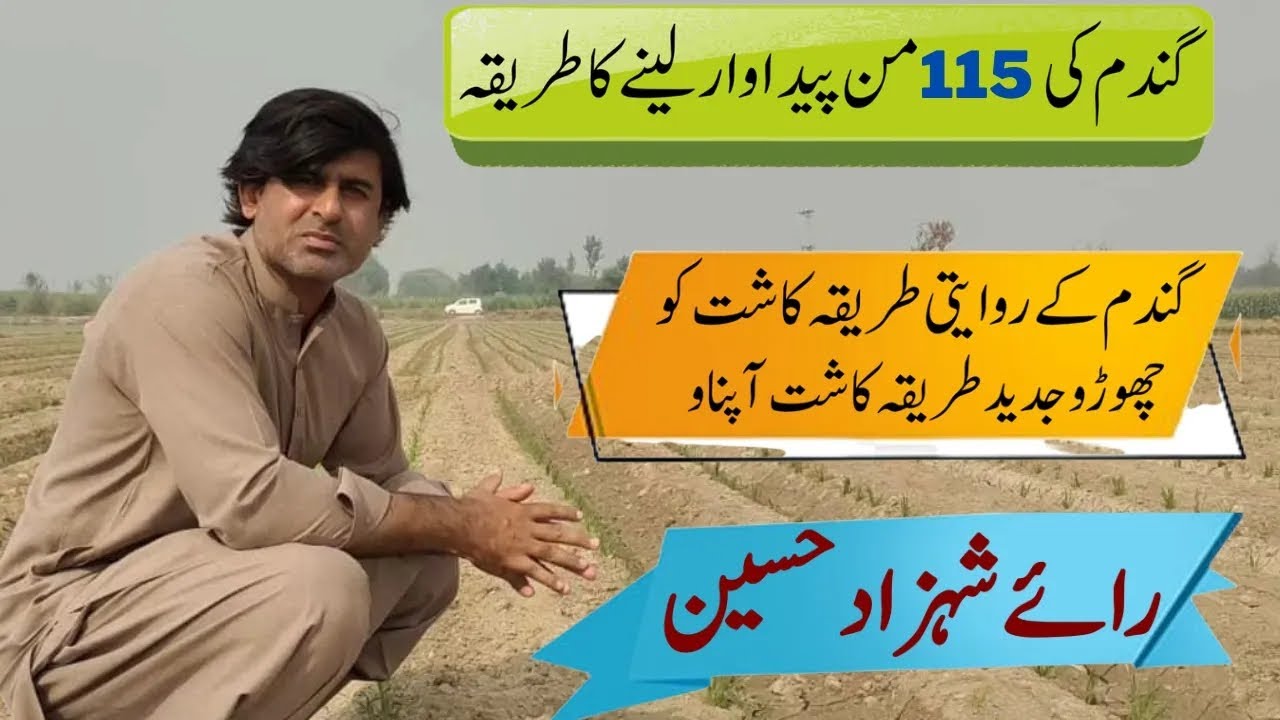 Wheat 115mond per acre production method/ modern method of wheat Cultivation/