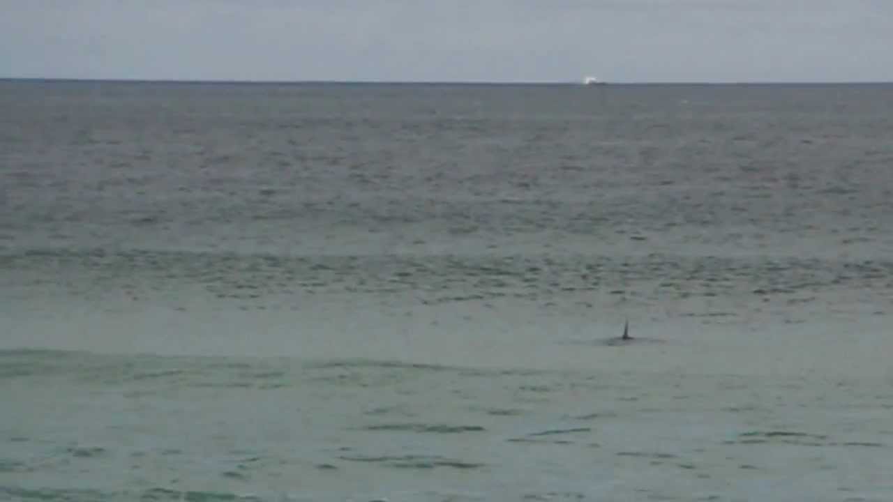 Great White Shark NZ Chatham Islands