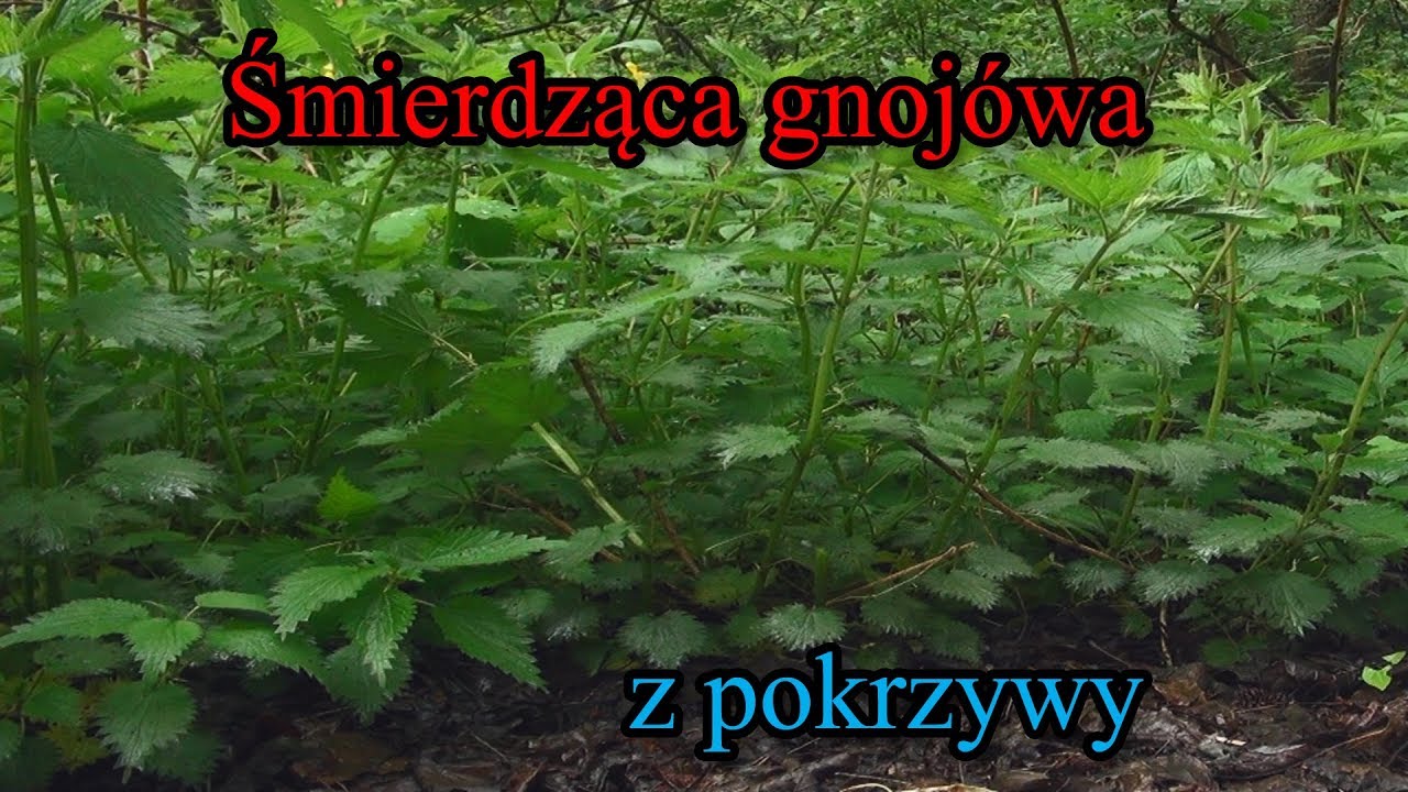 Gnojówka z pokrzywy