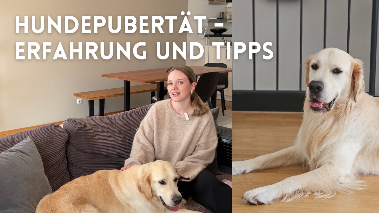 PUBERTÄT beim HUND - Erfahrungen, Tipps und positive Gedanken als Hundeanfänger