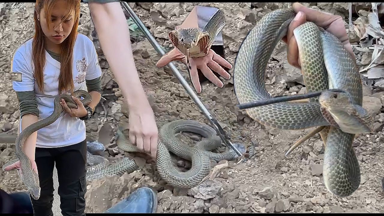 DALAWANG MATIGAS NA PUNSO SA ISANG PRIVATE PROPERTY PINAWASAK PARA MAHULI ANG DALAWANG COBRA