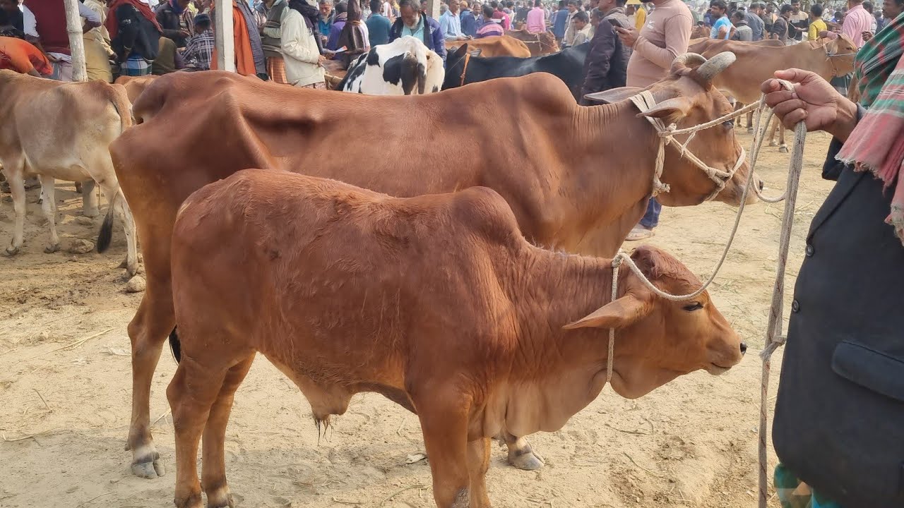 @আজ ২ ফেব্রুয়ারী  ২৬ | বাচ্চাসহ শাহিওয়াল গাভী গরুর দাম | রানীগঞ্জ হাট | দিনাজপুর 