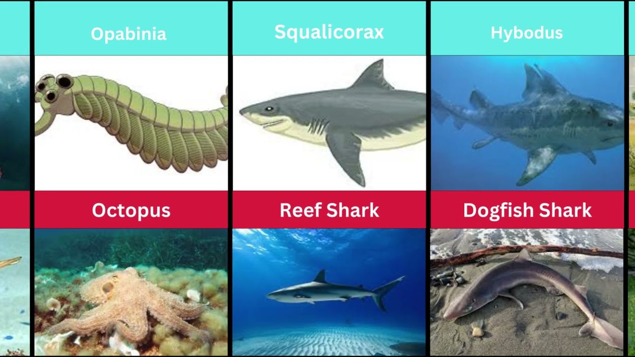 Extinct Giants That Became Small Modern Animals – Part 3