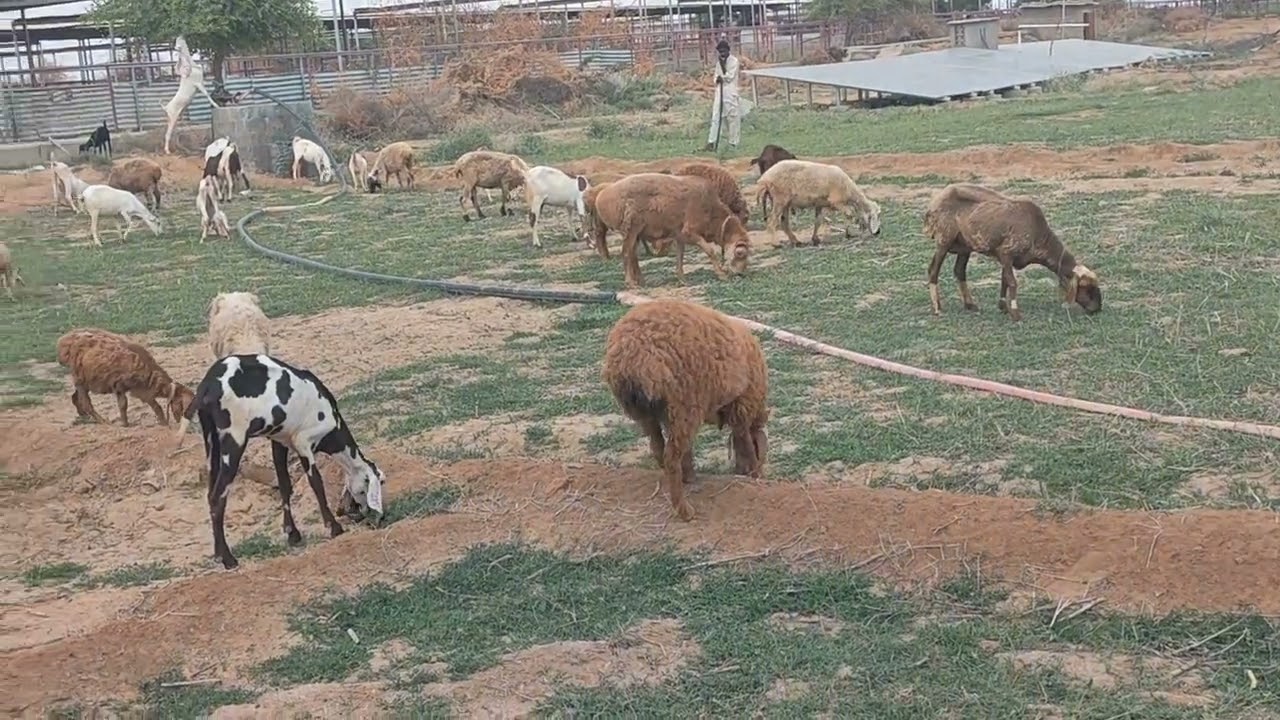 Kamori Bakrian Gulabi Bakrian Teddy Goat FarminG Dumba Farming Business #beautifullgoats